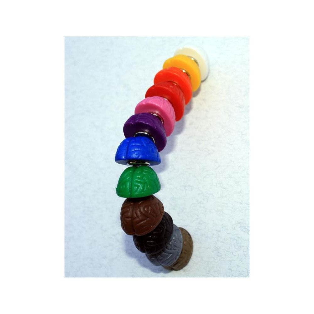 Farbige Neodym Magnete Gehirn